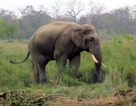 हात्ती गाउँ पसेर १८ घर भत्कायो,  हात्ती धपाउन हवाई फायर