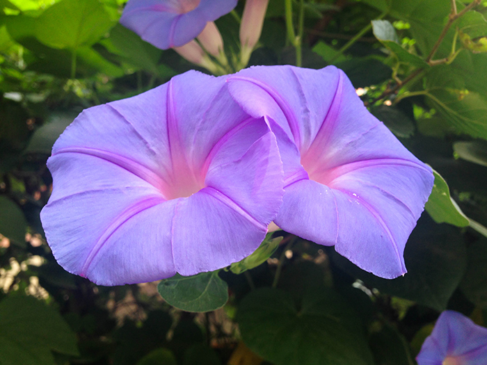 FLOWERS_nepal01