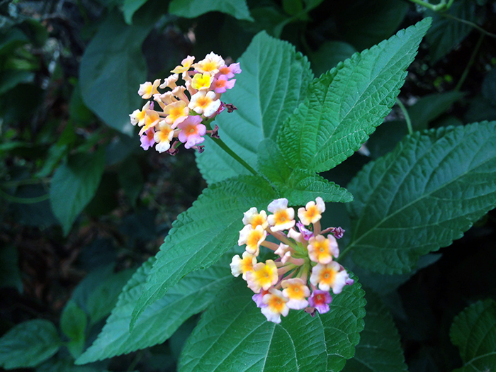 FLOWERS_nepal02