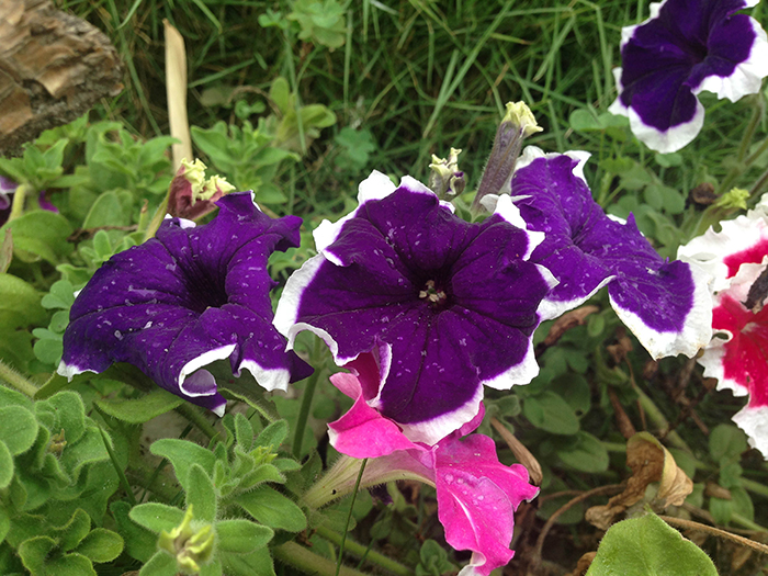 FLOWERS_nepal03