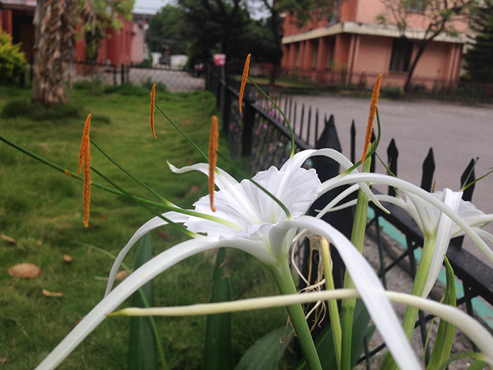 FLOWERS_nepal04