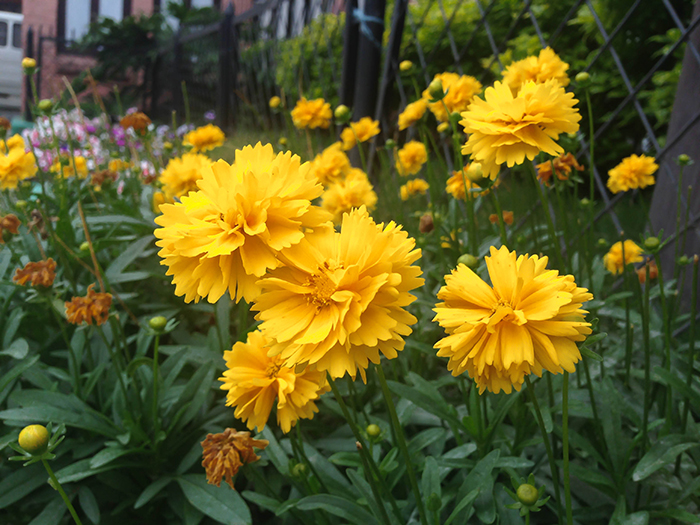 FLOWERS_nepal05