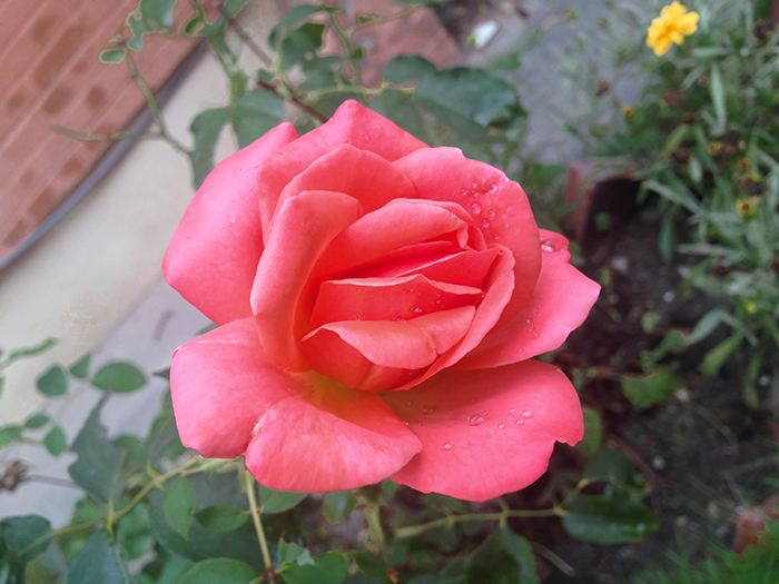 FLOWERS_nepal07