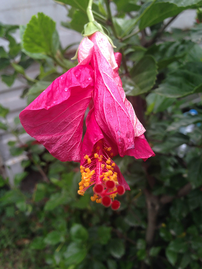 FLOWERS_nepal08