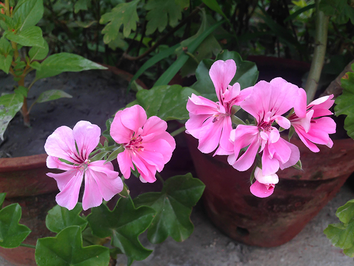 FLOWERS_nepal09