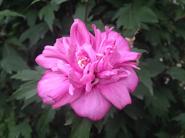 FLOWERS_nepal11