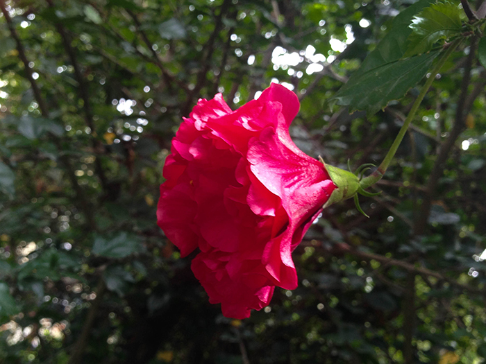 FLOWERS_nepal12