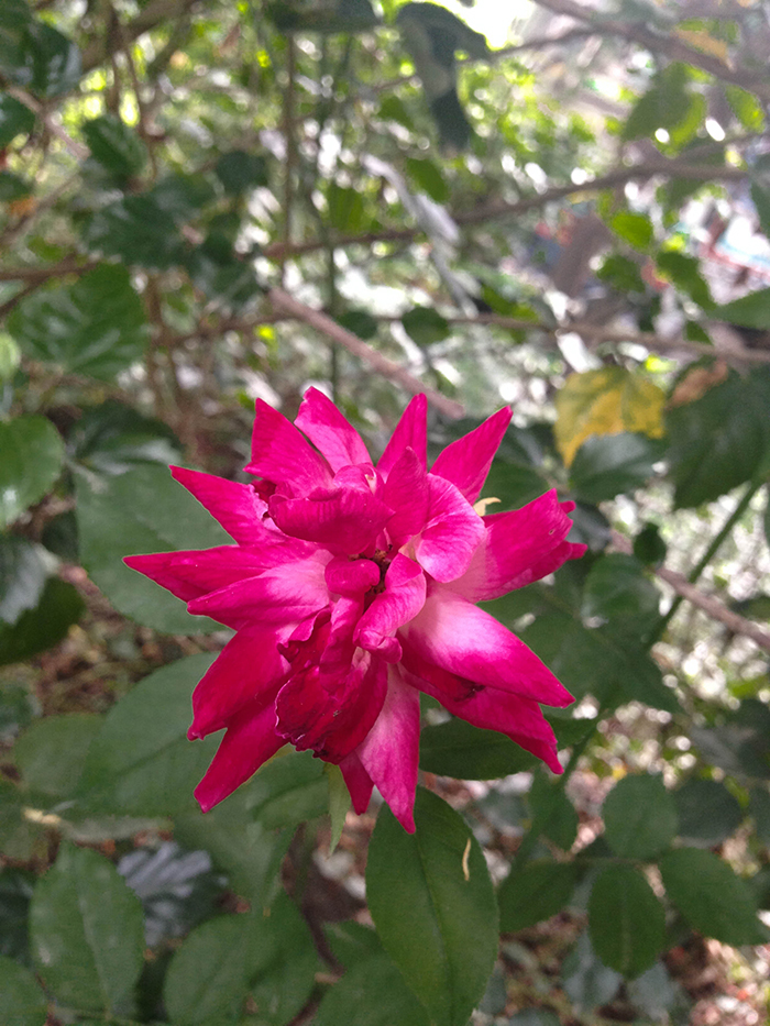 FLOWERS_nepal13