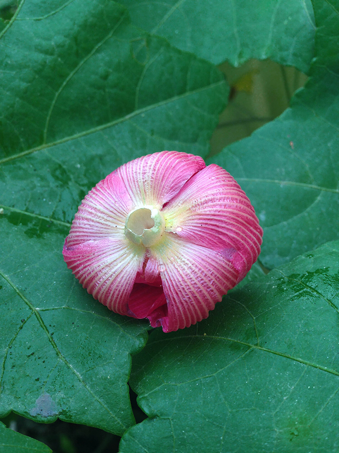 FLOWERS_nepal14