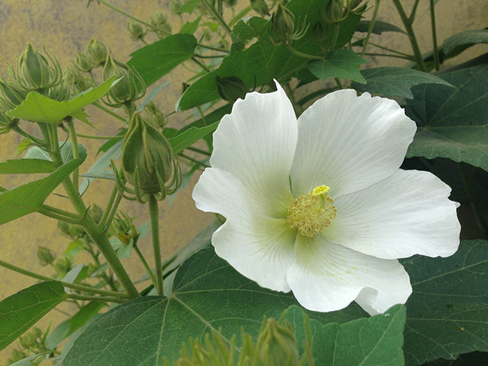 FLOWERS_nepal15