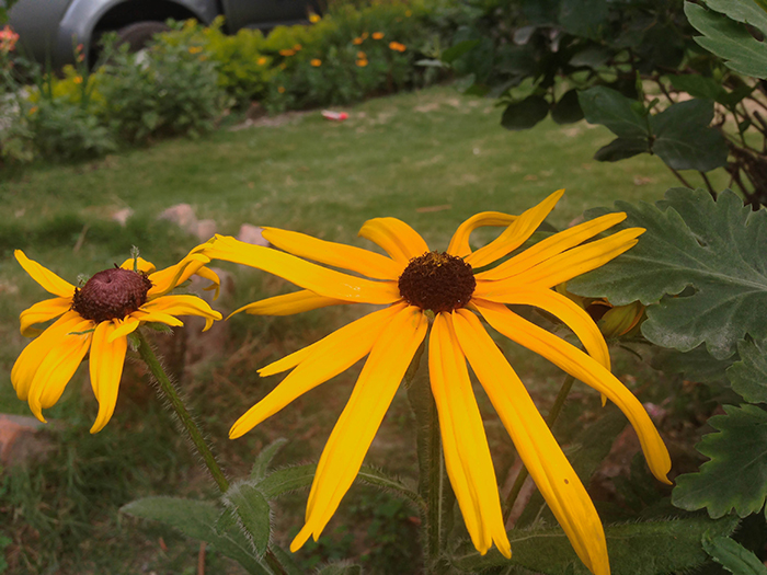 FLOWERS_nepal16