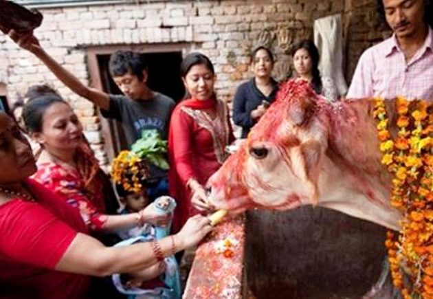 तिहारको पाँचौँ दिन आज गाई पूजा
