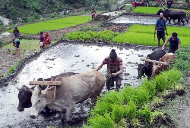 रोपाई