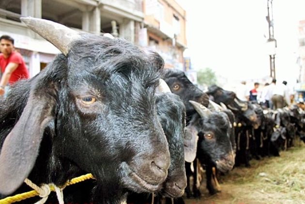 खसीबोकामा कर नउठाउन सबै स्थानीय तहलाई निर्देशन