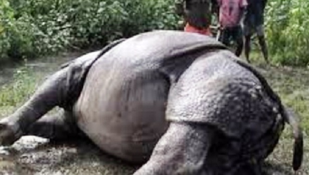 चितवनमा करेन्ट लागेर भाले गैँडाको मृत्यु