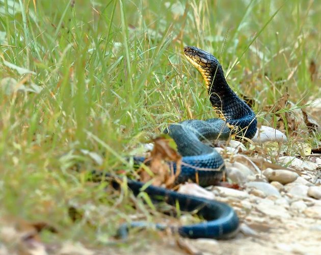 गर्मी बढेसँगै सर्पदंसका बिरामीको संख्या बढ्दै