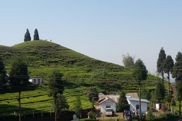 पूर्वराजा ज्ञानेन्द्रको चियाबगानले तिरेन साढे पाँच करोड कर