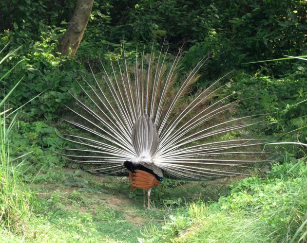भारतीय पर्यटकलाई नेपाल घुम्न आउन निम्तो…