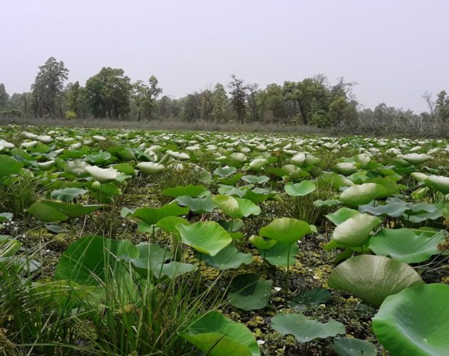 तारा तालमा कमल..