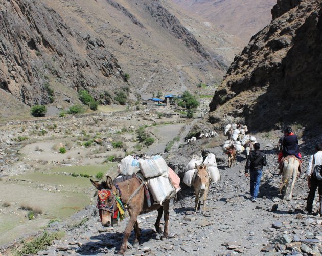 खच्चडमा यार्सा…