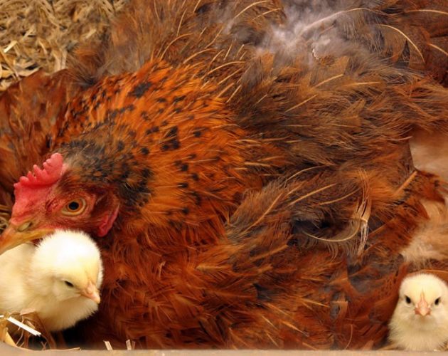 ललितपुरको गोदावरी र बडिखेल क्षेत्रमा तीन महिनासम्म पन्छी पाल्न रोक