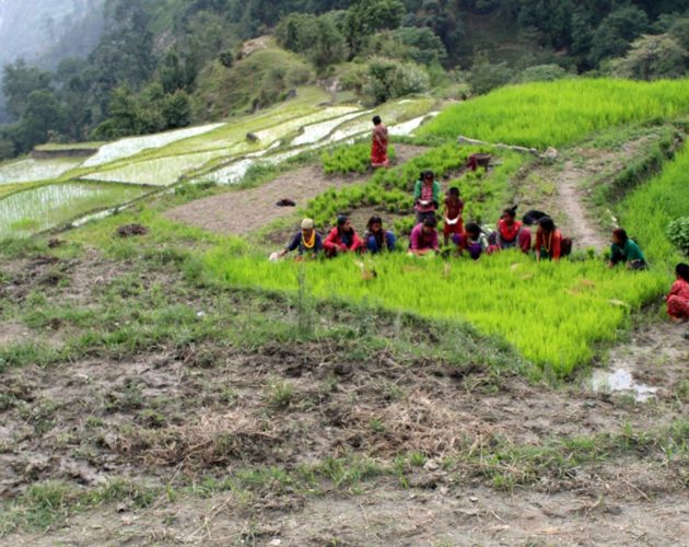 सिजन रोपाइको