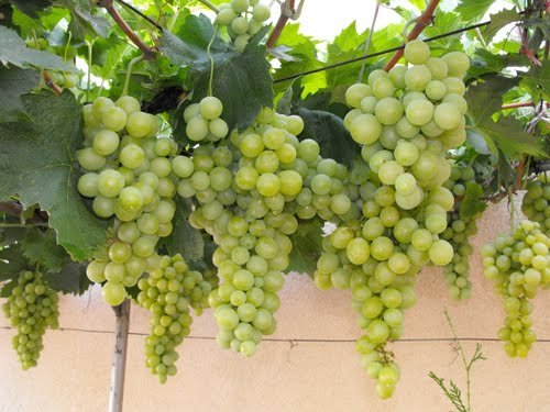 वातावरण दिवस: रसुवामा पहिलोपटक अंगुरको बिरुवा रोपियो
