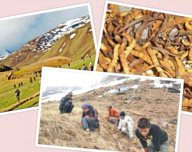 प्राथमिकतामा पर्न नसकेको यार्सागुम्बा