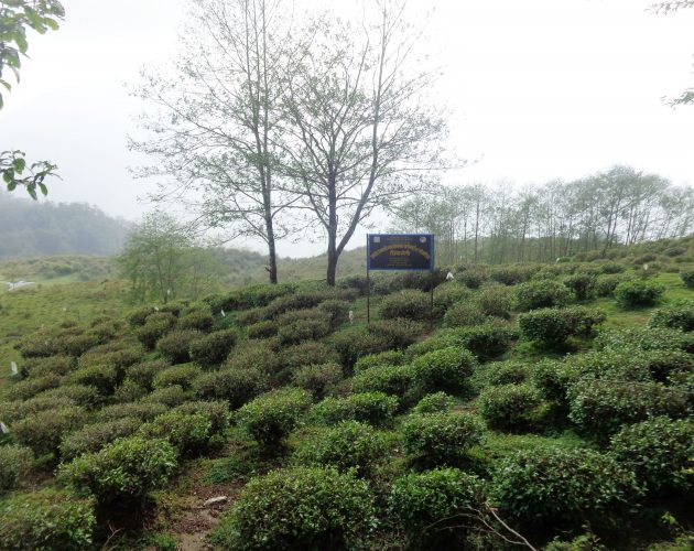 घलेगाउँको चिया बगान