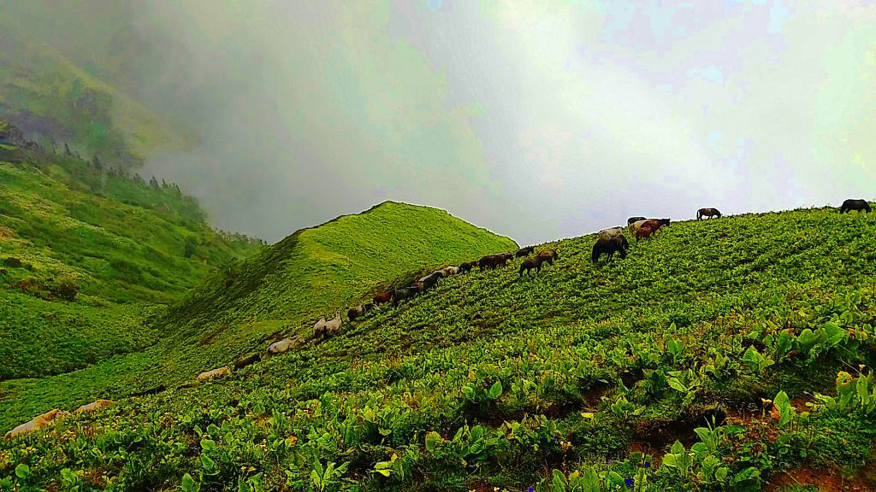 घोेडाका बथान…