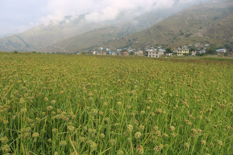 जुम्लामा फल्यो कोदो…
