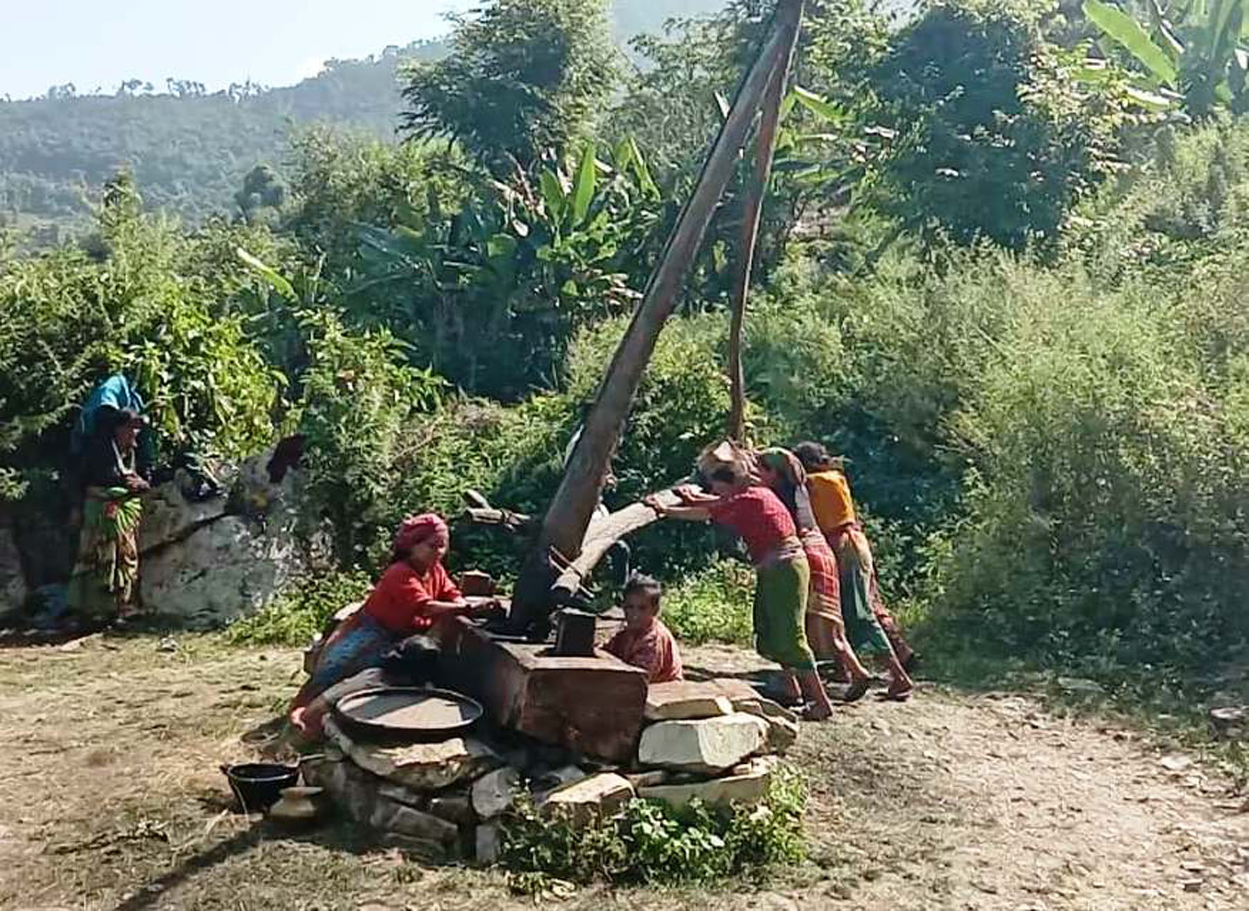 कोलुमा तोरी पेल्दै…