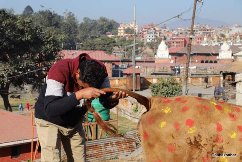 गाई पुजा