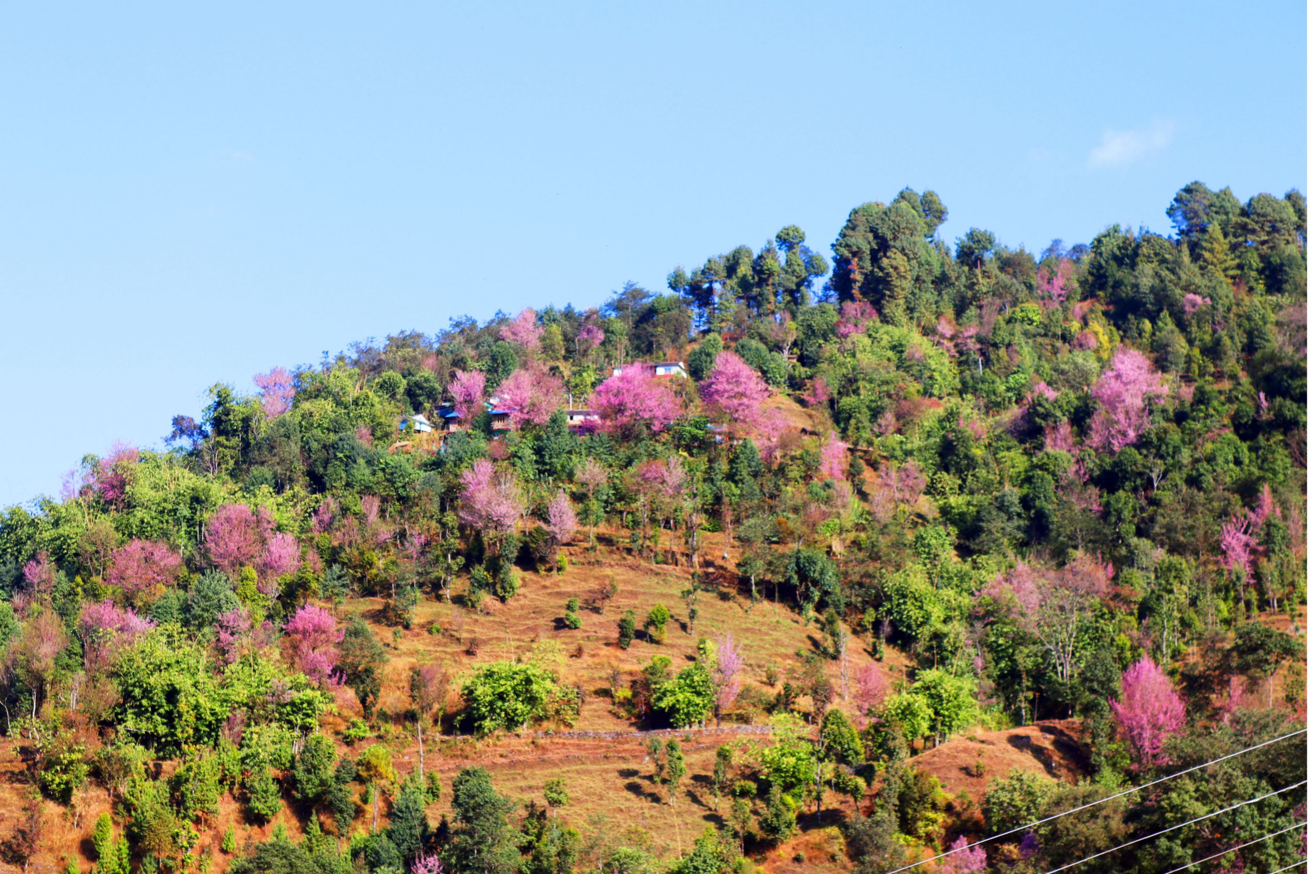 बौरमा फूलेको पैयु