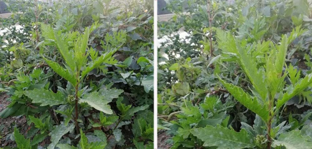 सामाजिक सञ्जालमा नरहरि बुटी: कोभिडको औषधि भन्ने दाबी सही हो ?