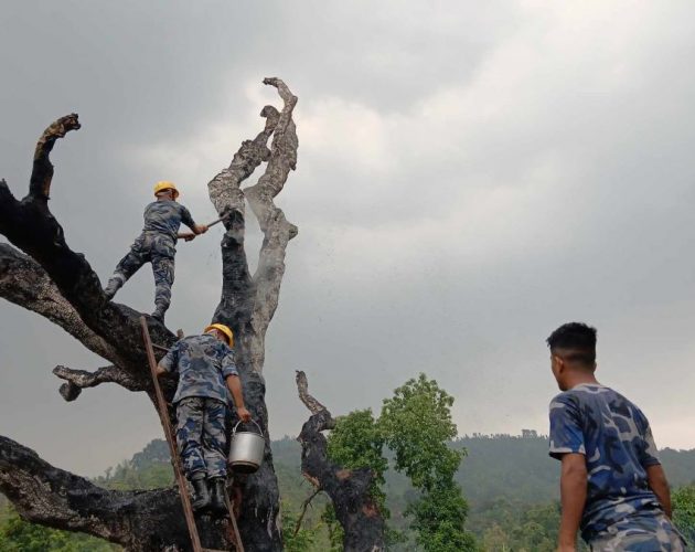 काभ्रेमा चट्याङले सिंगो रूख जलायो