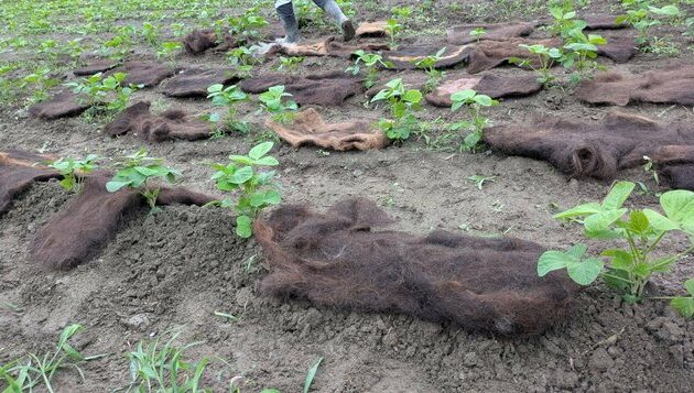 खेर जाने कपाल अब खेतबारीमा: जापानमा दिगो खेतीका लागि नयाँ प्रयोग