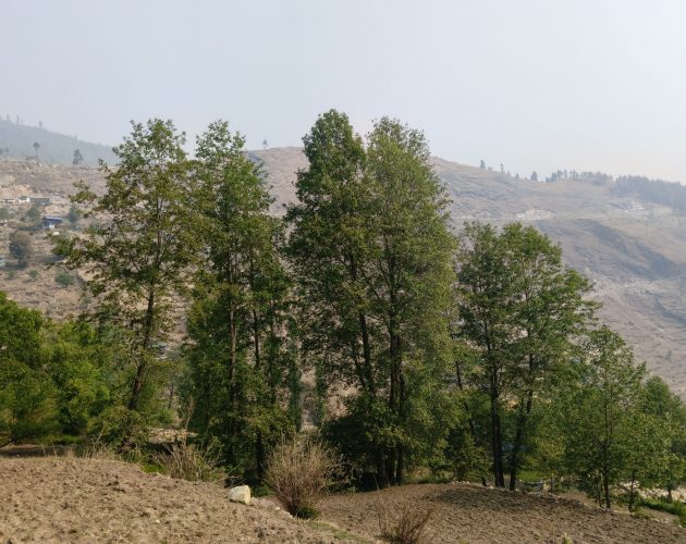 दाउरा संकट टार्न बाँझो जमिनमा उत्तिसका रूख