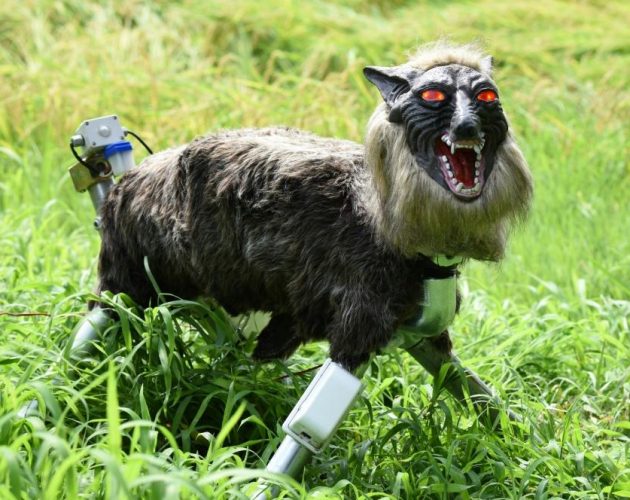 जापानमा भालु धपाउन ‘रोबोट ब्वाँसो’ को माग बढ्दो