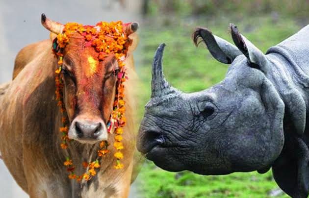 राष्ट्रिय जनावर गाईको सट्टा गैँडा बनाउने प्रस्ताव